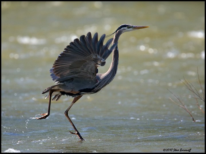 _0SB7398 great-blue heron taking off.jpg